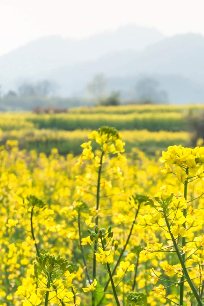 Does Allergy Season Ever End? Here's How to Calm Itchy, Red, Sensitive Skin