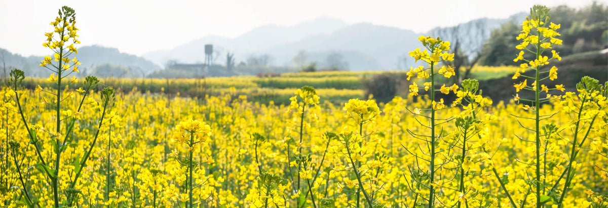 Does Allergy Season Ever End? Here's How to Calm Itchy, Red, Sensitive Skin